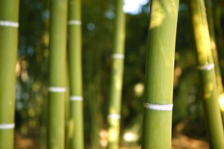 Bamboo cane green plantation view beautiful fieldの写真素材
