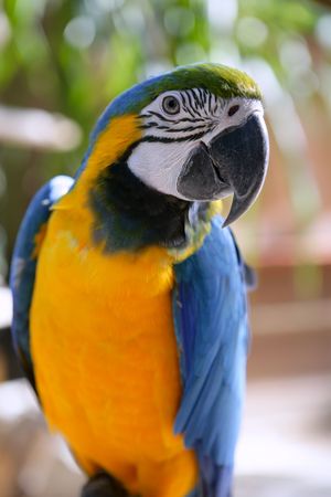 Blue and gold yellow macaw tropical 