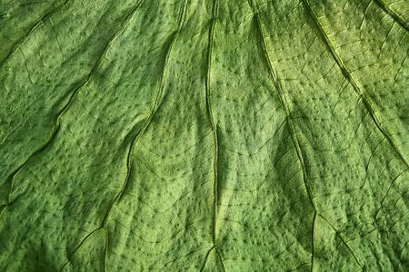Boj tree green leaf macro closeup texture nature backgroundsの写真素材