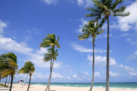 Fort Lauderdale Florida tropical beach with palm trees over blue skyの写真素材