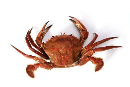 Lio carcinus puber crab isolated on white backgroundの写真素材