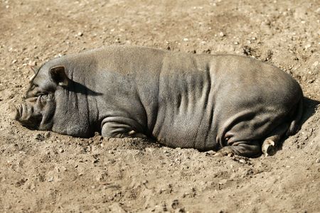 Vietnam pig portrait having a rest の写真素材