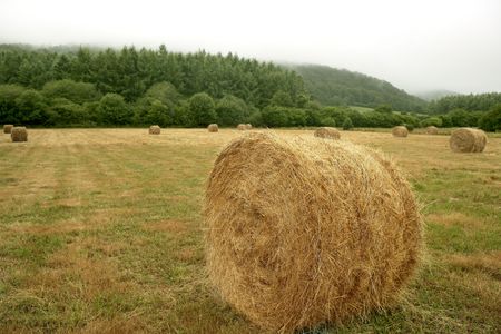 Hay round bale of dried cereal plants in sunny dayの写真素材