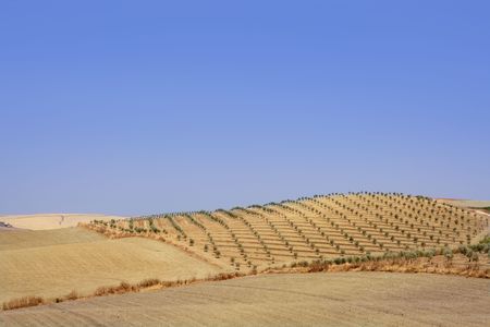 Country olive young trees hill field in Spainの写真素材