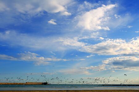 many seagull sea gulls flying on Mediterranean sea ocean