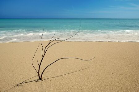 Black coral branch on caribbean beach shore after hurricane stormの写真素材