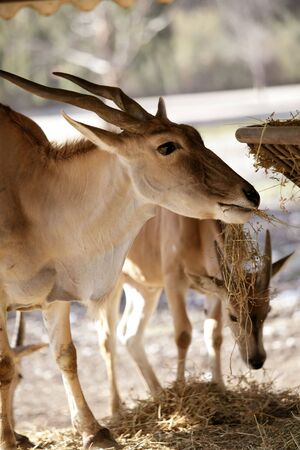 Eland antelope eating farm mangerの写真素材