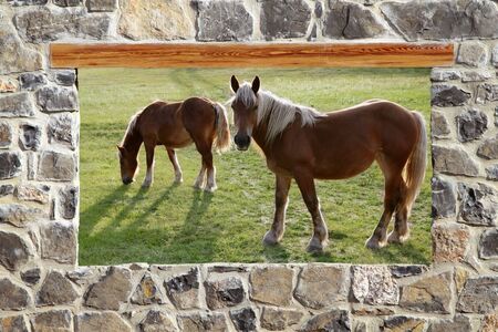 view window horses meadow stone masonry wallの写真素材