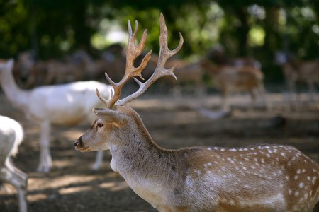 Deer male with good horns profile side view with females の写真素材