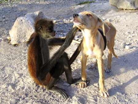monkey and dog friends cleaning insects from skinの写真素材