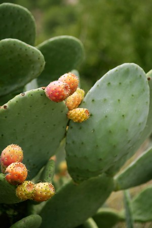 prickly pear cactus nopal with fruits from Mediterranean の写真素材