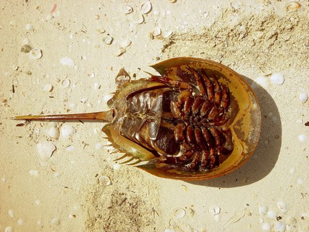 atlantic horseshoe crab limulus polyphemus mesh ancient crustaceanの写真素材