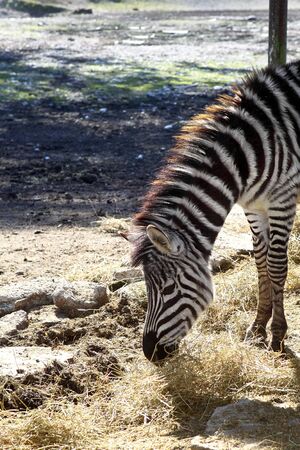 Zebra eating profile neck and head side の写真素材
