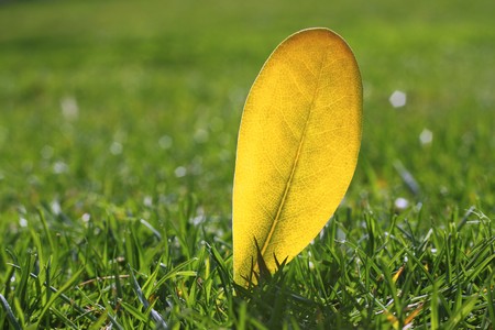 yellow autumn fall leaf on garden green grass lawn vivid seasonal colorsの写真素材