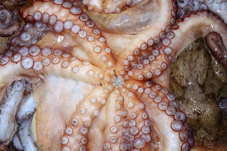 octopus cephalopods texture macro closeup pattern backgroundの写真素材