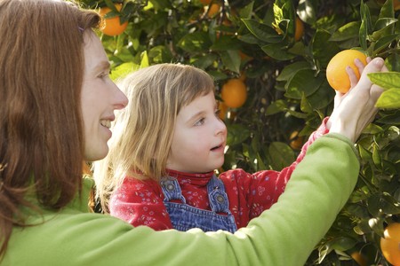 mother showing little girl daughter orange tree fruit harvest の写真素材