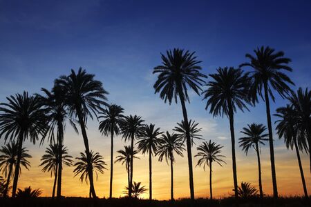 palm trees sunset golden blue sky backlight in mediterraneanの写真素材
