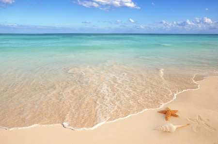 sea shells starfish on tropical sand turquoise caribbean summer vacation travel iconの写真素材