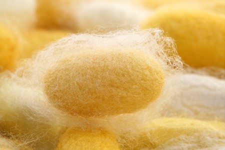 silkworm cocoon macro detail many silk worm yellowの写真素材