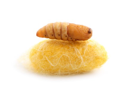 chrysalis silkworm up over silk worm cocoonの写真素材