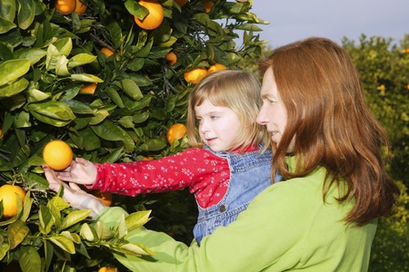 mother showing little girl daughter orange tree fruit harvest の写真素材
