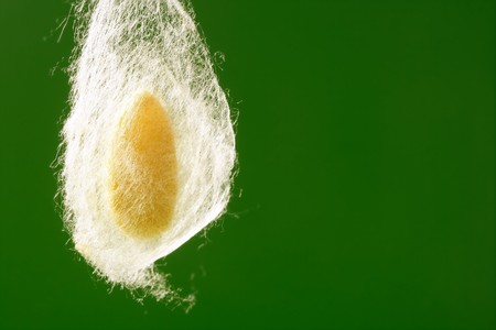cocoon of silkworm hanging on silk worm net green backgroundの写真素材