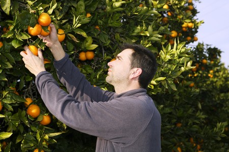orange tree field male farmer harvest picking fruits in mediterranean Spainの写真素材