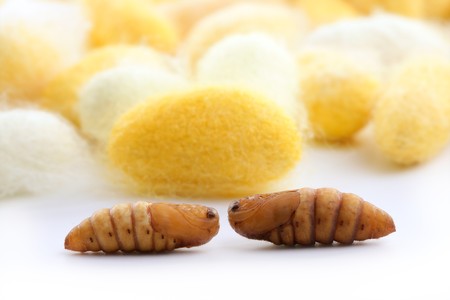 cocoon silkworm  many silk worm yellow whiteの写真素材