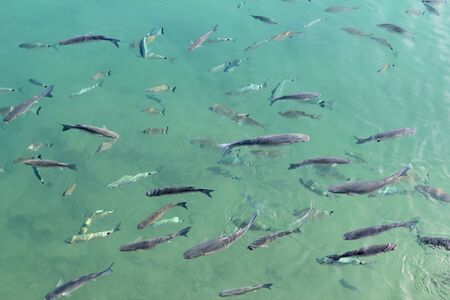 fishes mullet school in mediterranean port saltwaterの写真素材
