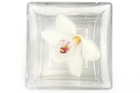   orchid white flower swimming in square water glass deco over whiteの写真素材