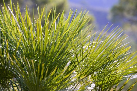 Green little palms plants used for old sweep brooms Spainの写真素材