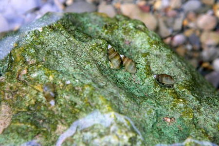 River freshwater snails over green musk stoneの写真素材