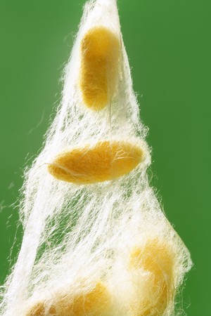 yellow silkworm cocoon over green on silk worm netの写真素材