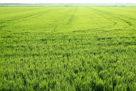 Rice field green meadow in Spain horizon perspective