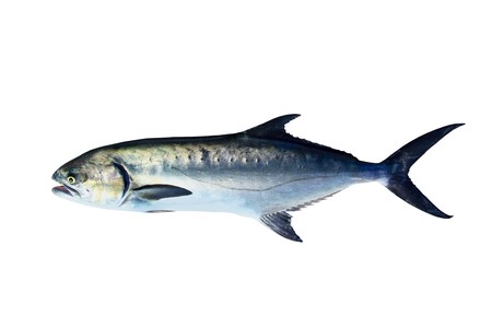 Garrick Lichia Amia Leerfish Leervis fish Jack isolated on white