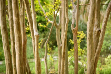 dried trunk poles row with green treesの写真素材
