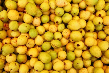 delicious mature yellow guava fruit from mexicoの写真素材