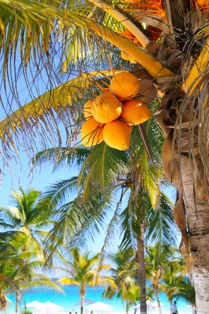 coconut palm trees in  Caribbean tropical beachの写真素材
