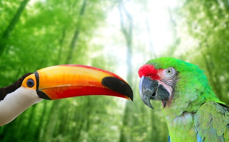 Toco toucan and Military Macaw Green parrot in jungle in love birds