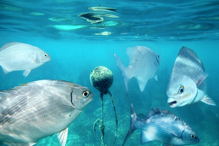 lowfin chub fishes underwater buoy in Mayan Riviera Kyphosus vaigiensis の写真素材