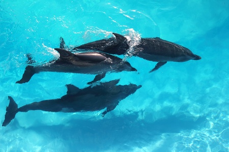 three dolphins high angle view turquoise water swimmingの写真素材