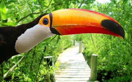 Toco toucan in mangrove tropical jungle Brazilian birdの写真素材