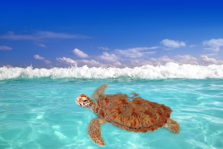 Green sea Turtle Chelonia mydas  Caribbean sea Cheloniidae water surfaceの写真素材