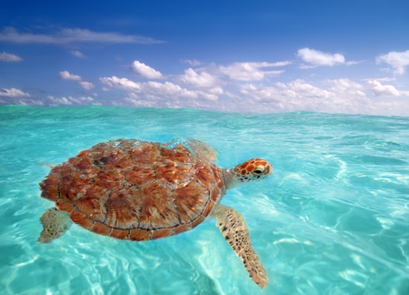Green sea Turtle Chelonia mydas  Caribbean sea Cheloniidae water surfaceの写真素材