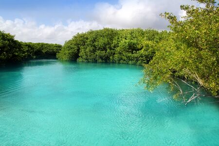 cenote mangrove clear turquoise water Mayan Riviera Mexicoの写真素材