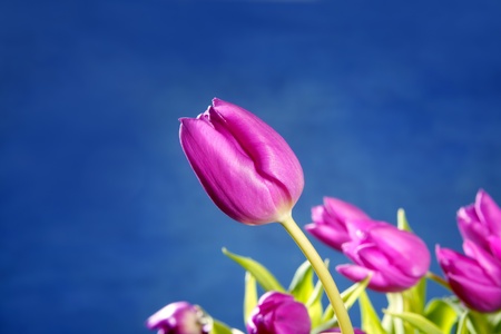 tulips pink flowers on blue studio shot backgroundの写真素材