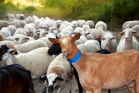 goats and sheep herd flock outdoor track nature animalsの写真素材