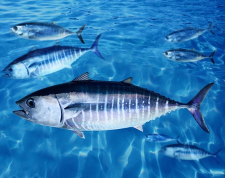 Bluefin tuna Thunnus thynnus fish school underwater swimming blue ocean
