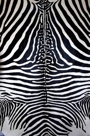 animal zebra skin black and white fur stripes leather backgroundの写真素材