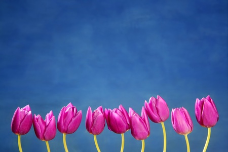 pink tulips flowers in a row group line arrangement on blue backgroundの写真素材